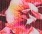 Peony